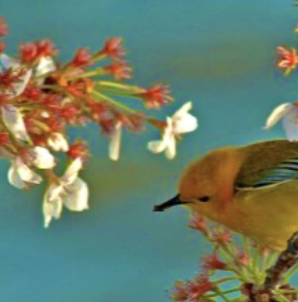 Father anticipates and heals