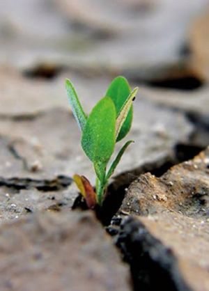 27a Domenica T.O. (anno C)