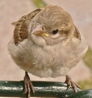 Equilibrio non ipocrita di forma e sostanza