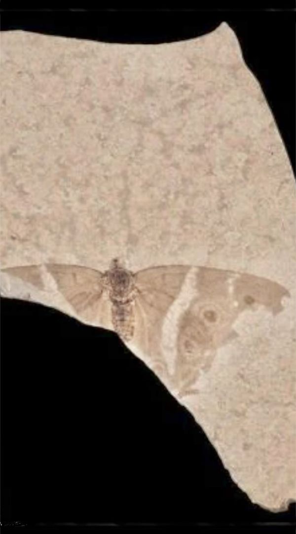 Wind of the Spirit, new Birth