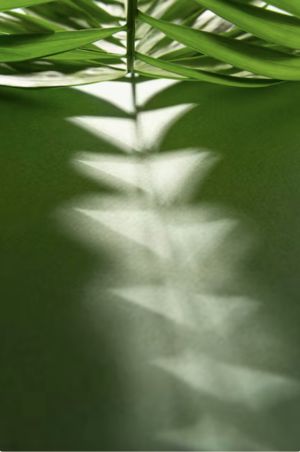 Incarnation: rich Home of the poor Seeds